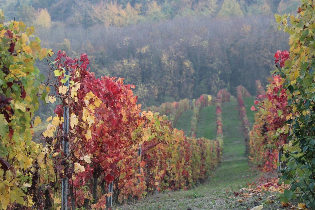 La Terrazza Sul Monferrato Leilighet Ozzano Monferrato Eksteriør bilde